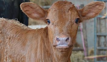 Open Farm Sunday at Daynes Farm