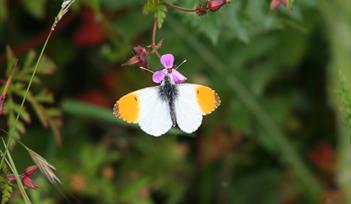 Butterfly Walk