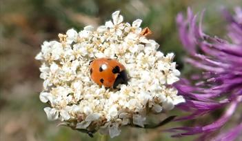 Ladybird on flower