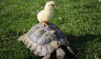 Yellow chick sat on tortoise