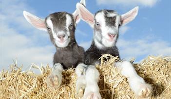 Gruffts at Pennywell Farm