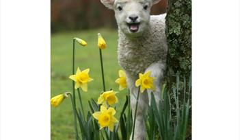 Penywell Farm - February Half Term