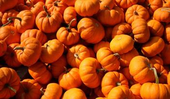 Apple and Pumpkin Festival, Cockington, Torquay