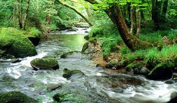 The River Teign