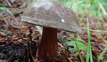 Red Cracked Bolete