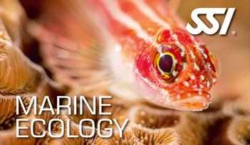 Free SSI Marine Ecology Course