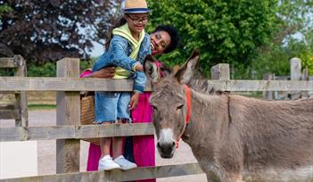 The Donkey Sanctuary