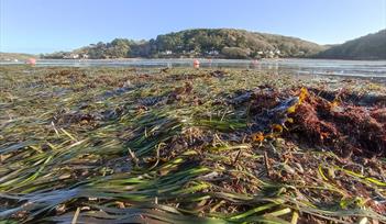 Photo of seagrass