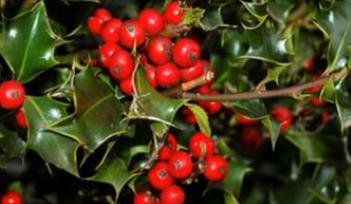 Festive Wreath and Tree Decorations Workshop