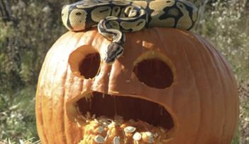 Halloween at Powderham!