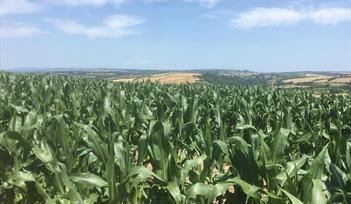 South Devon Maize Maze