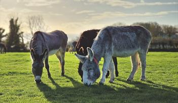 heard of donkeys in spring field