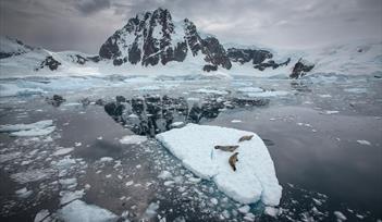 Crabeater seals on ice float