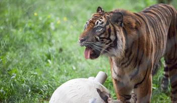 Sumatran tiger at Paignton Zoo