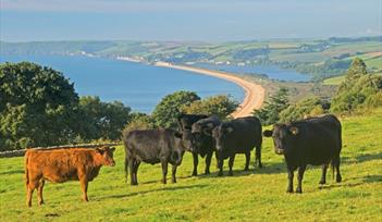 South Devon National Landscape