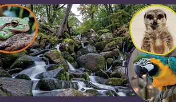 Becky Falls woodland waterfall with inset images of a frog, meerkat and macaw