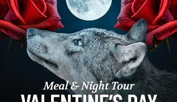 Valentine's Day WILD Night Tour