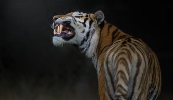 Intro to Zoo Life Course