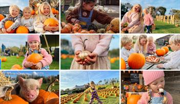 Pumpkin Festival at Pennywell Farm!