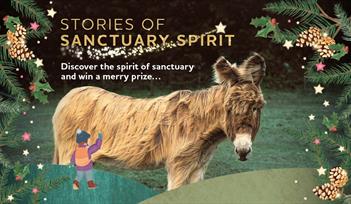 donkey sanctuary winter trail activity