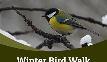 Winter Bird Walk