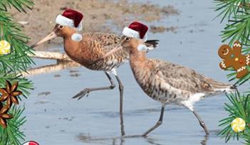 Christmas Guided Walk at Seaton Wetlands