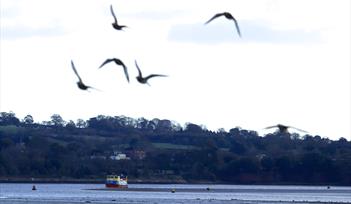 Guided Bird watching Cruise