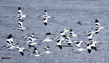 Guided Bird Watching