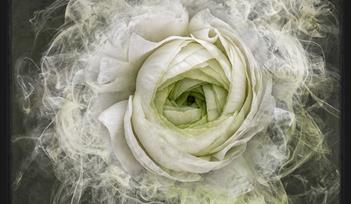 Miss Haversham by Kirsteen Titchener