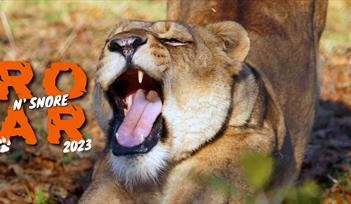 Dartmoor Zoo Roar n Snore