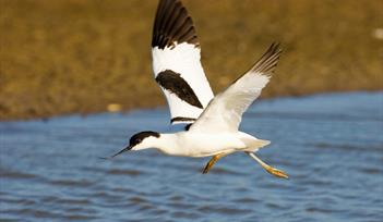 RSPB Avocet Dawn Cruises 2018-19