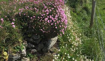 Photo of flowers on old wall with fields in background