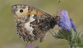 Photo of butterfly on a flower