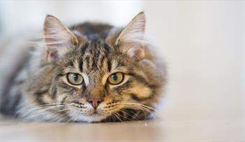 Animal Communication Demonstration with Susie Shiner