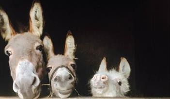 Farmyard Fun