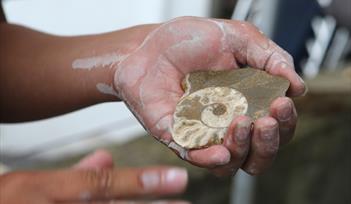 Fossil Fest
