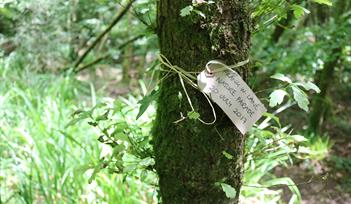 Read to the trees