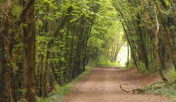 Walking for Health - Harpford Woods