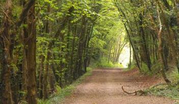Harpford Woods Family Treasure Hunt