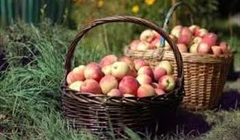 Harvest / Apple Day