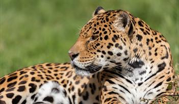 Jaguar at Dartmoor Zoo