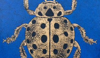 The Twenty-Two Spot ladybird
