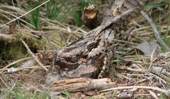 Adult nightjar