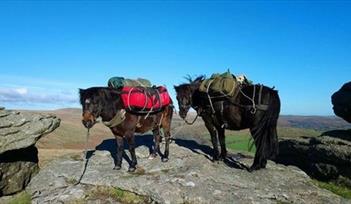 Walk with Dartmoor Pack Ponies - By Donation