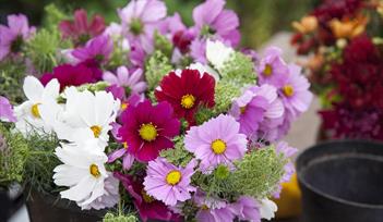 Riverford Field Kitchen Cut Flower Workshop