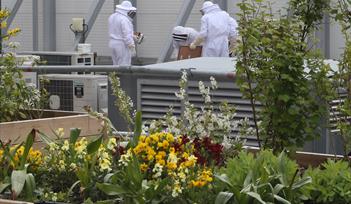 Princesshay Bee Rooftop Garden