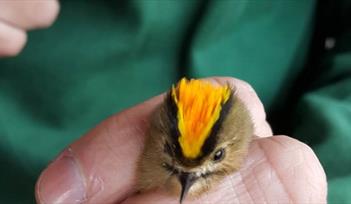 Bird ringing demonstration 5 February