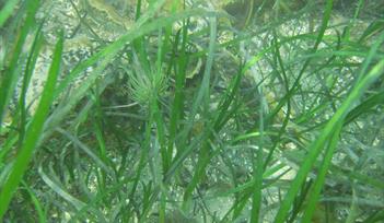 Image of seagrass