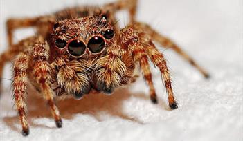 Spider Phobia Event