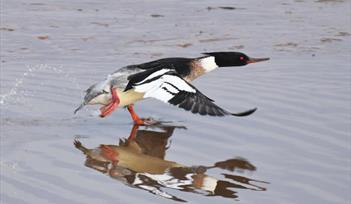 See the thousands of birds that migrate to the area